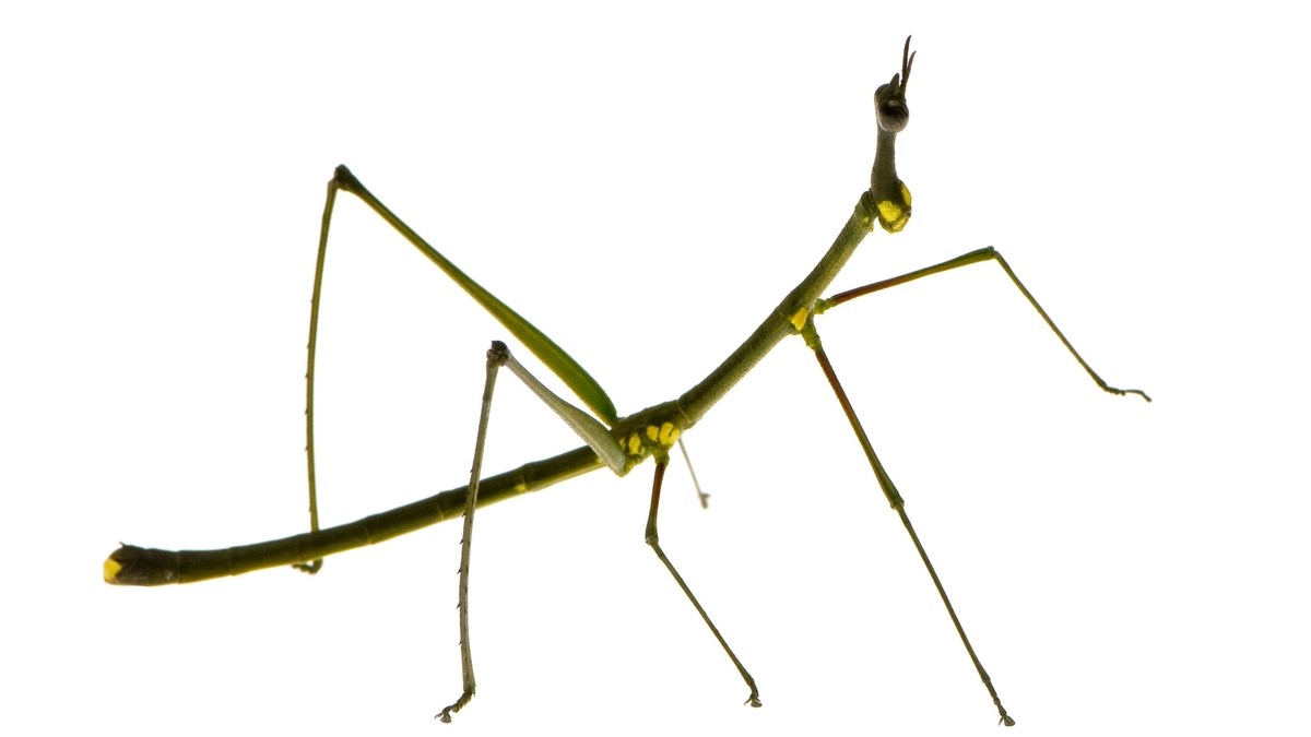 Znate li što su paličnjaci?